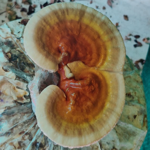 Reishi Mushroom Extract | Peace | शांति