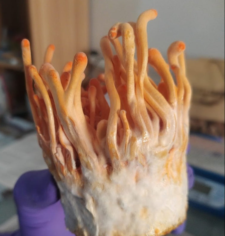 Cordyceps militaris extract | Energy | शक्ति