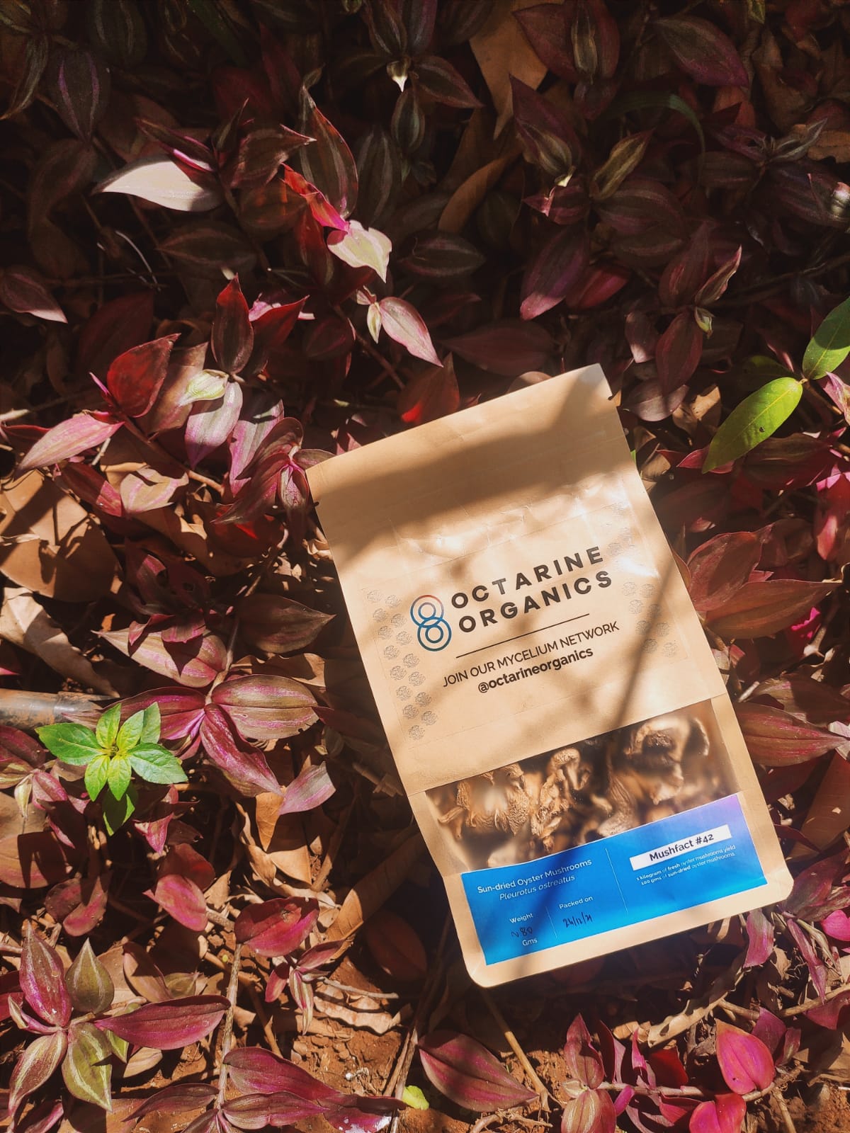 Dried Oyster Mushrooms- Octarine Organics