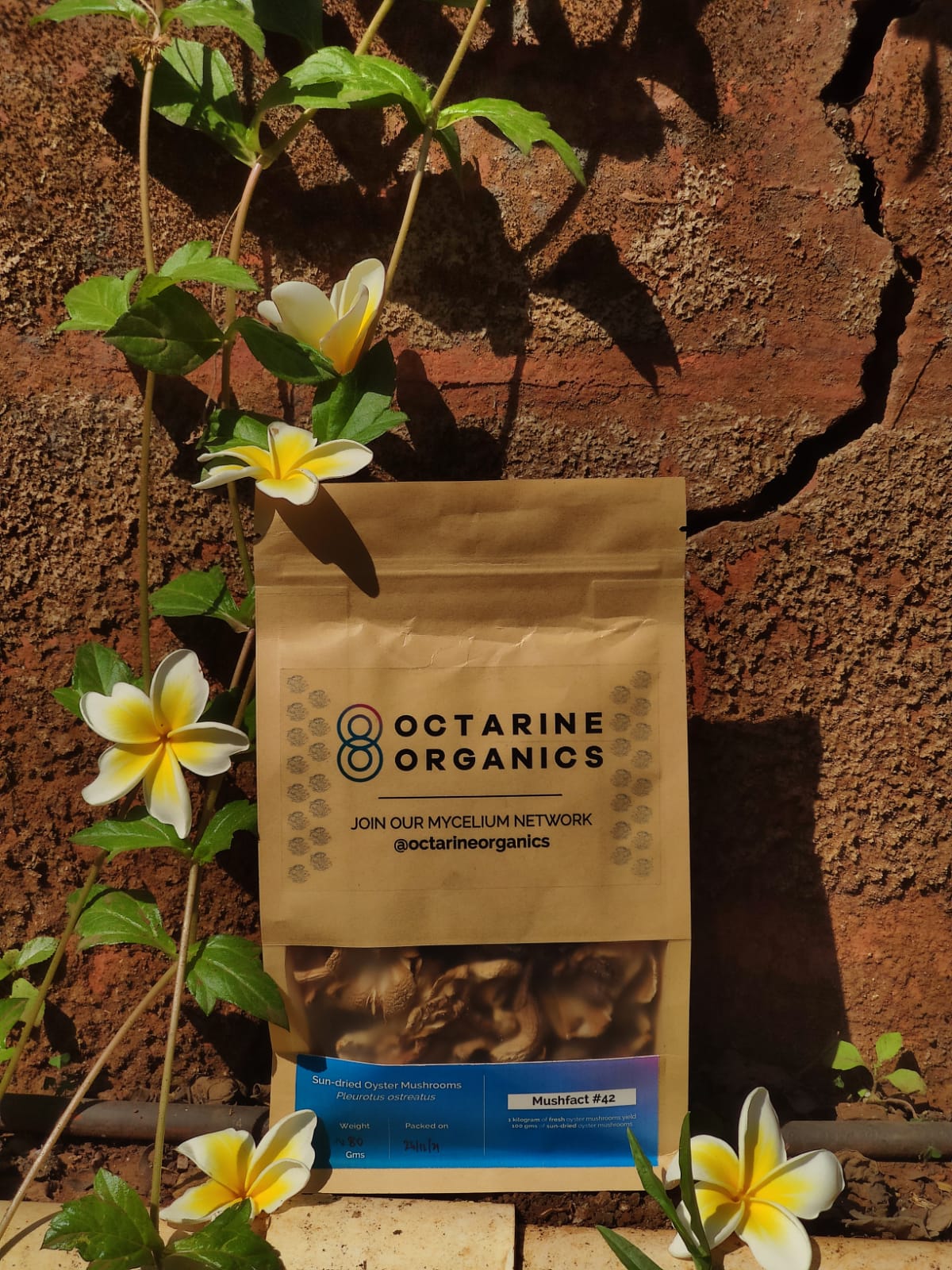 Dried Oyster Mushrooms - Octarine Organics