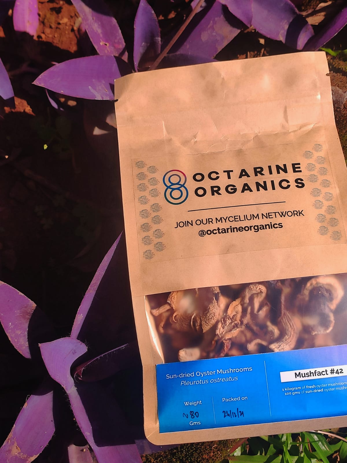 Dried Oyster Mushrooms - Octarine Organics