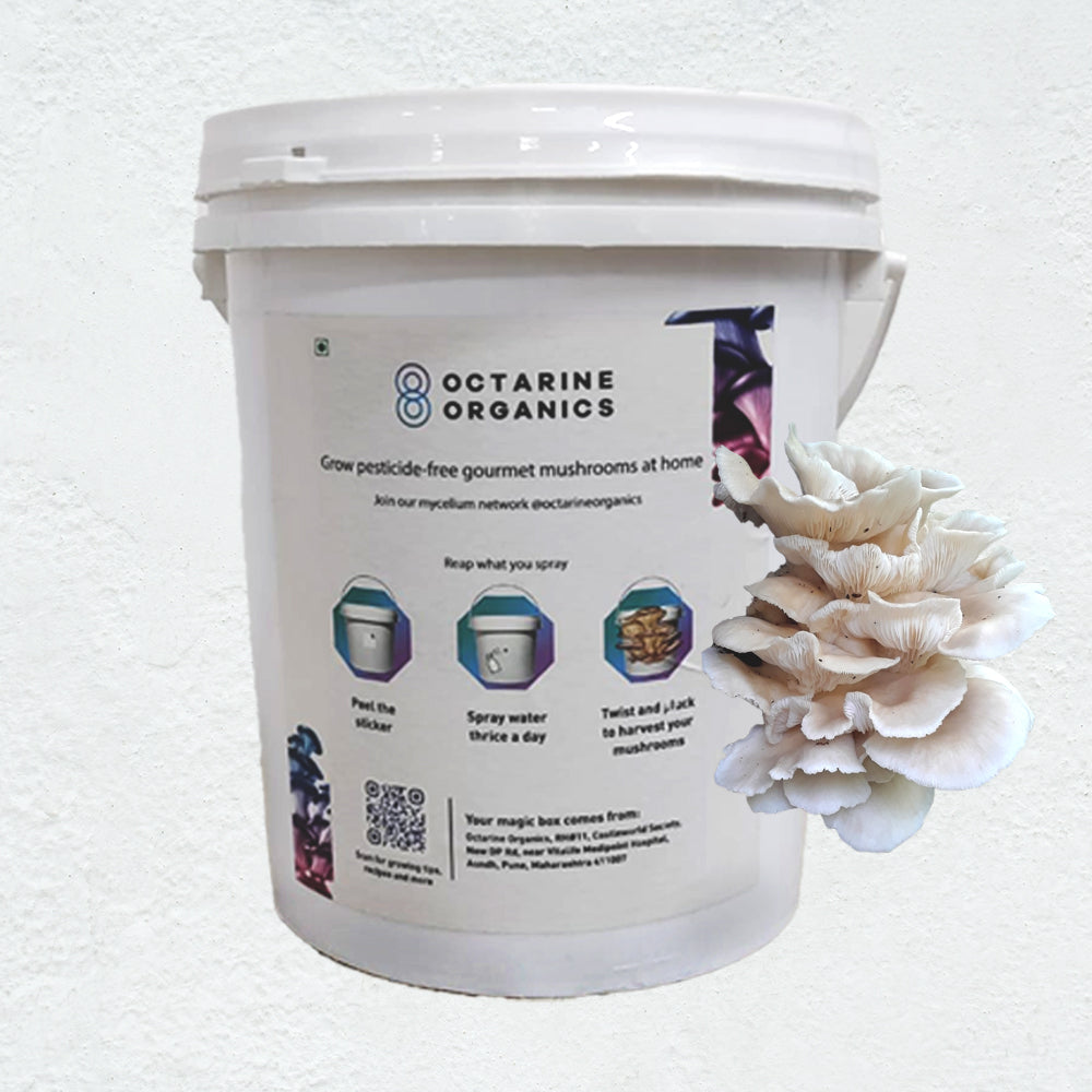 DIY Oyster Mushroom Grow kit - Octarine Organics