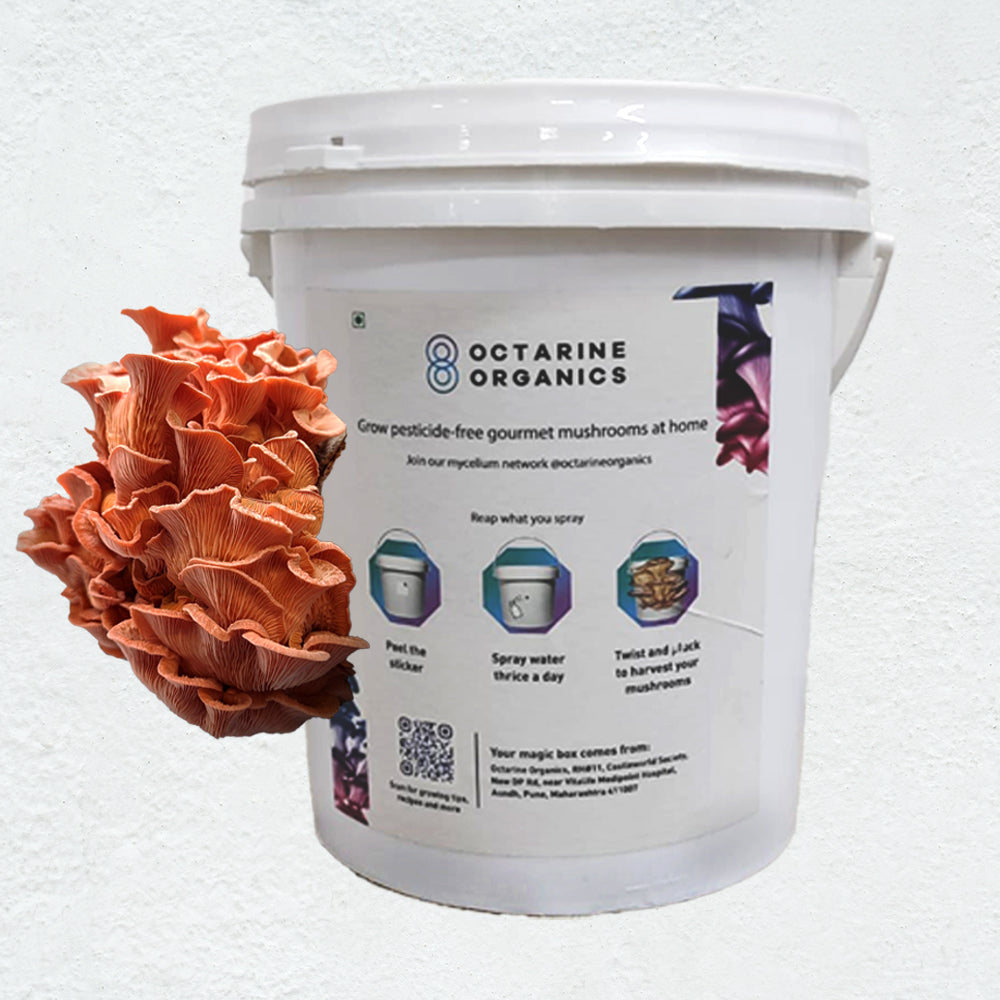 DIY Oyster Mushroom Grow kit - Octarine Organics