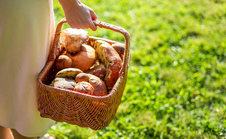 Mushrooms: A Superfood For Women