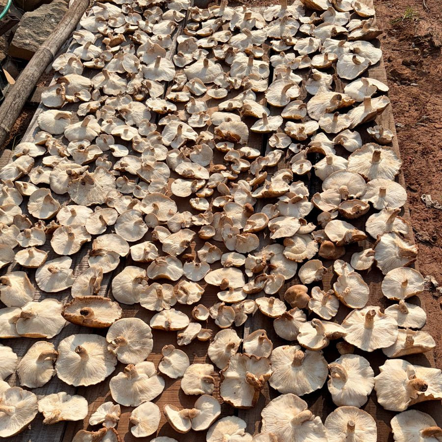 Shiitake Mushroom Extract | Nourish | पोषण