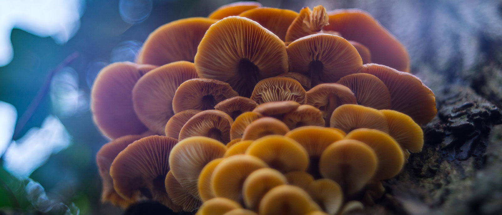 Discover The World of Mushrooms With Us - Octarine Organics