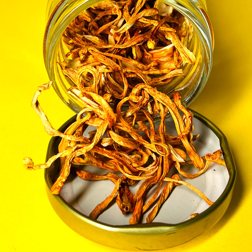 Cordyceps militaris