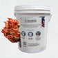 DIY Oyster Mushroom Grow kit - Octarine Organics